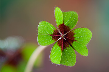 Image showing Four - Leaved Clover