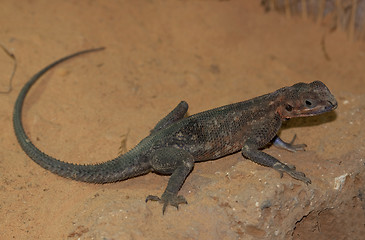 Image showing Mwanza Flat-headed Rock Agama