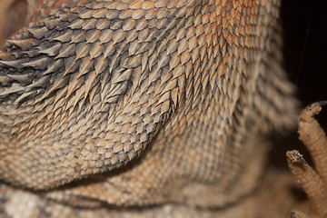 Image showing Head Detail of a Central Bearded Dragon