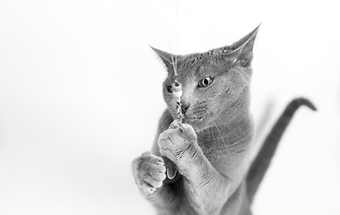 Image showing Portrait of a Russian Blue Cat