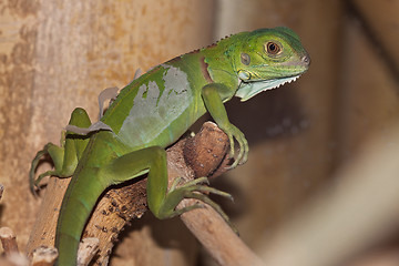 Image showing Baby Green Leguan