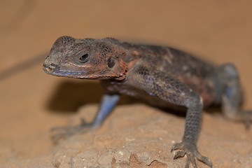 Image showing Mwanza Flat-headed Rock Agama