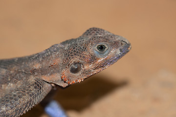 Image showing Mwanza Flat-headed Rock Agama