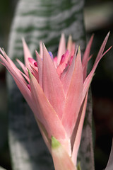 Image showing Cactus Flower