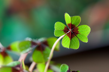 Image showing Four - Leaved Clover