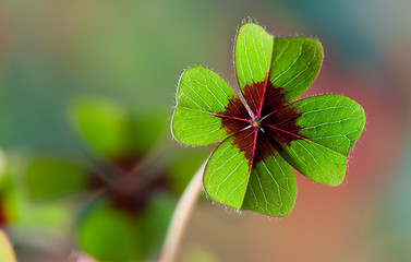 Image showing Four - Leaved Clover