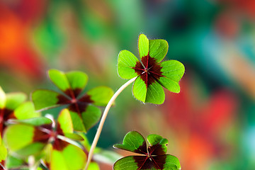 Image showing Four - Leaved Clover