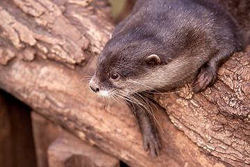 Image showing Oriental Small-clawed Otter (Aonyx cinerea)