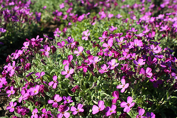 Image showing Flowers