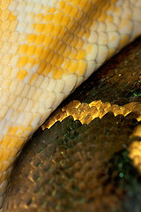 Image showing Diamond Python Morelia spilota