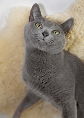 Image showing Portrait of a Russian Blue Cat