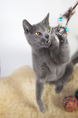 Image showing Portrait of a Russian Blue Cat Playing