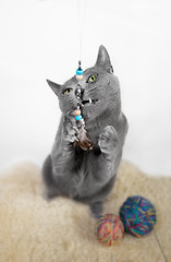 Image showing Portrait of a Russian Blue Cat Playing