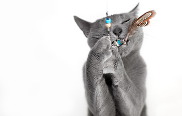 Image showing Portrait of a Russian Blue Cat