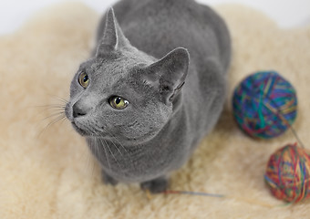 Image showing Portrait of a Russian Blue Cat Playing