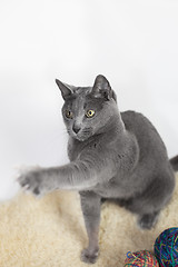 Image showing Portrait of a Russian Blue Cat Playing