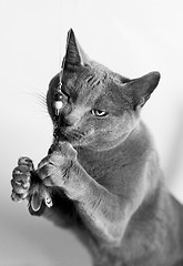 Image showing Portrait of a Russian Blue Cat