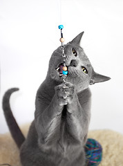 Image showing Portrait of a Russian Blue Cat Playing