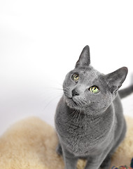 Image showing Portrait of a Russian Blue Cat