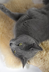 Image showing Portrait of a Russian Blue Cat