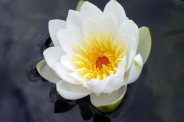 Image showing Waterlily