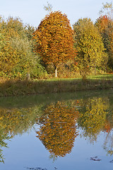 Image showing Colorful Trees