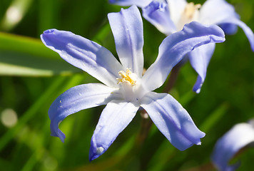 Image showing Glory of the snow