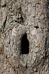 Image showing Trunk with hole