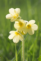 Image showing Cowslip