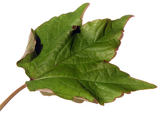 Image showing maple