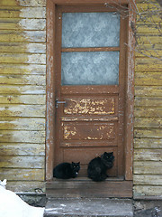 Image showing Two Cats