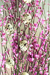 Image showing Spring Twig with pink blossoms