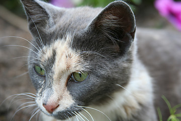 Image showing Cat