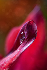 Image showing Dew Drop on Tulip