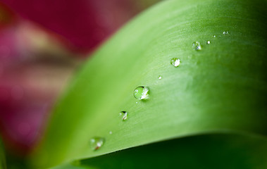 Image showing Dew Drops
