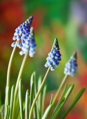 Image showing Grape Hyacinth Muscari armeniacum