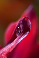 Image showing Dew Drop on Tulip