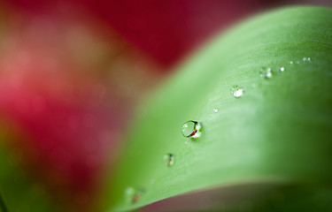 Image showing Dew Drops