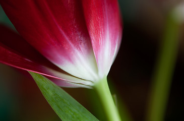 Image showing Tulip