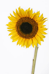 Image showing Isolated Sunflower with copyspace