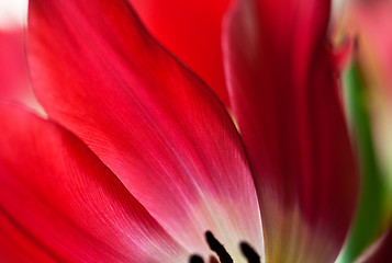 Image showing Tulip