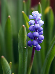 Image showing Flower