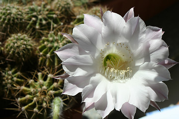 Image showing Cactus