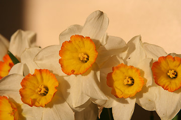 Image showing Narcissus