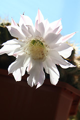 Image showing Cactus in Bloom