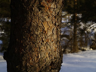 Image showing pine bark