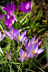 Image showing violet crocuses