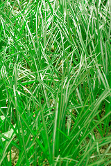 Image showing green grass