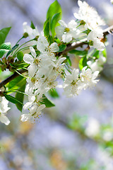 Image showing flower tree