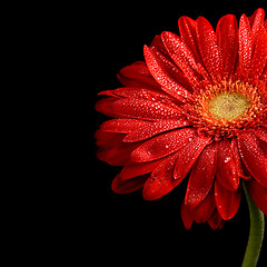 Image showing red gerbera